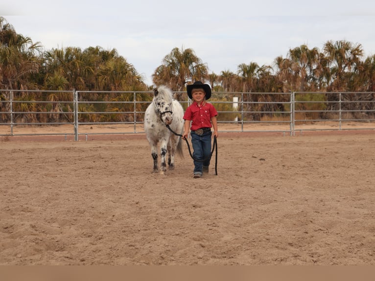 Altri pony/cavalli di piccola taglia Castrone 11 Anni 104 cm in Aguila, AZ