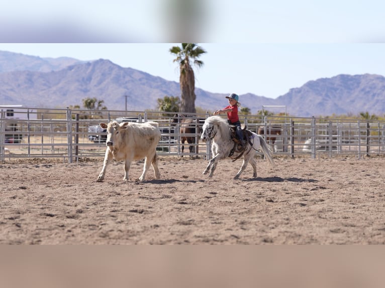 Altri pony/cavalli di piccola taglia Castrone 11 Anni 104 cm in Aguila, AZ