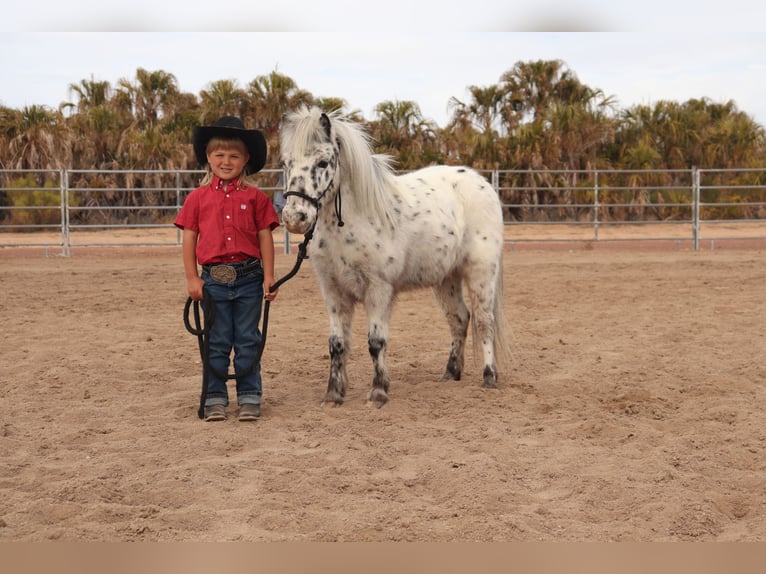 Altri pony/cavalli di piccola taglia Castrone 11 Anni 104 cm in Aguila, AZ