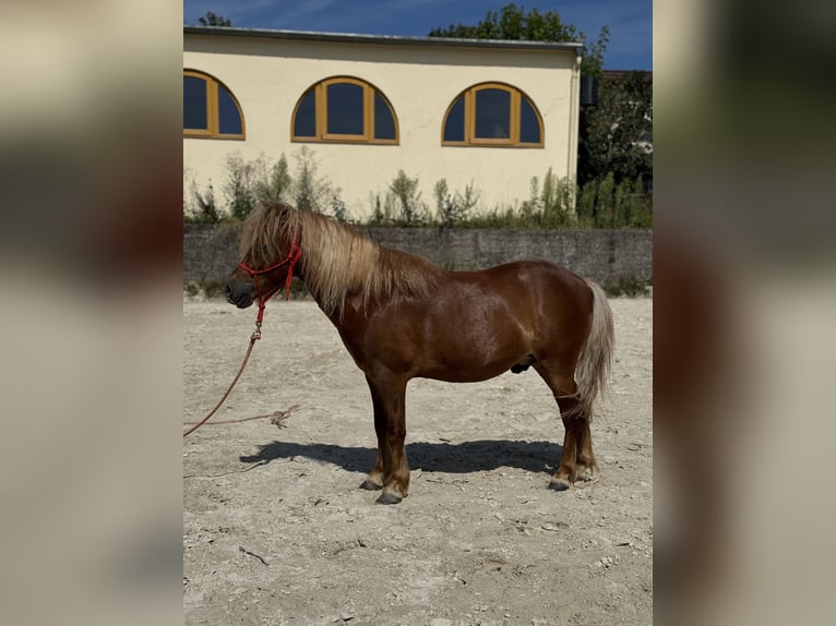 Altri pony/cavalli di piccola taglia Castrone 11 Anni 107 cm Sauro in Gackenbach