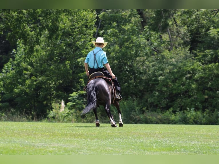 Altri pony/cavalli di piccola taglia Castrone 11 Anni 112 cm Morello in Allenwood, PA