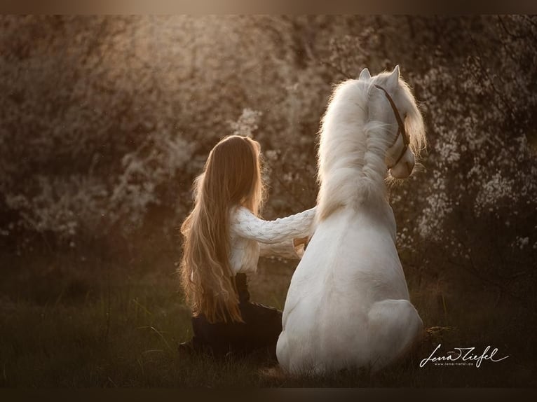 Altri pony/cavalli di piccola taglia Castrone 11 Anni 114 cm Cremello in Parsberg