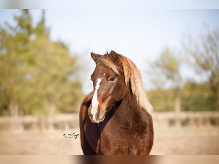 Altri pony/cavalli di piccola taglia Castrone 11 Anni 114 cm in Ravenna, TX