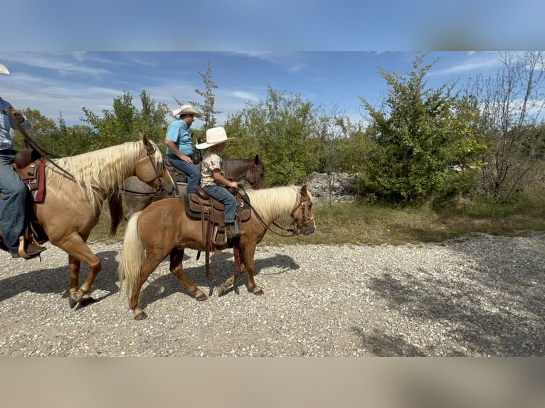 Altri pony/cavalli di piccola taglia Castrone 11 Anni 119 cm Palomino in Sheffield