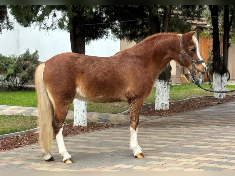 Altri pony/cavalli di piccola taglia Castrone 11 Anni 120 cm Sauro in Rechnitz