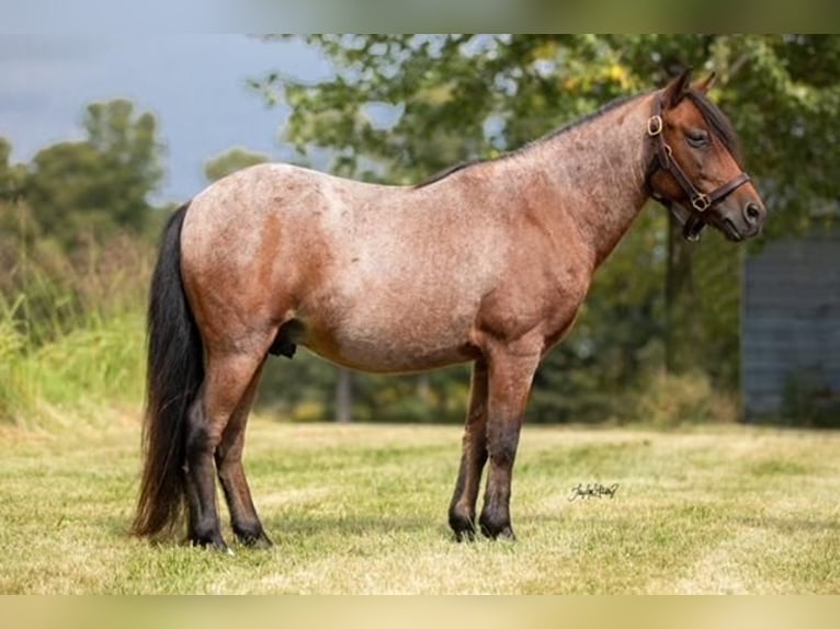 Altri pony/cavalli di piccola taglia Castrone 11 Anni 122 cm Baio roano in Princeton