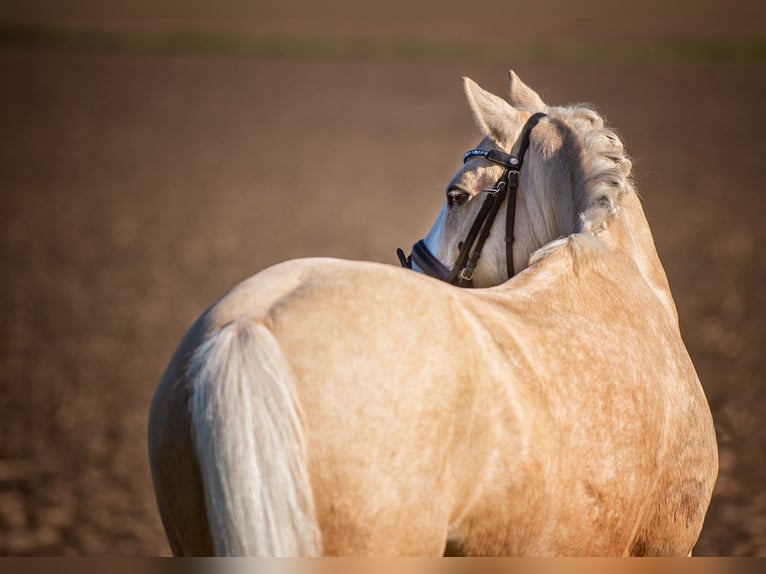 Altri pony/cavalli di piccola taglia Castrone 11 Anni 125 cm Palomino in Bramsche