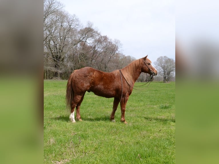 Altri pony/cavalli di piccola taglia Castrone 11 Anni 130 cm Sauro ciliegia in Watson, OK
