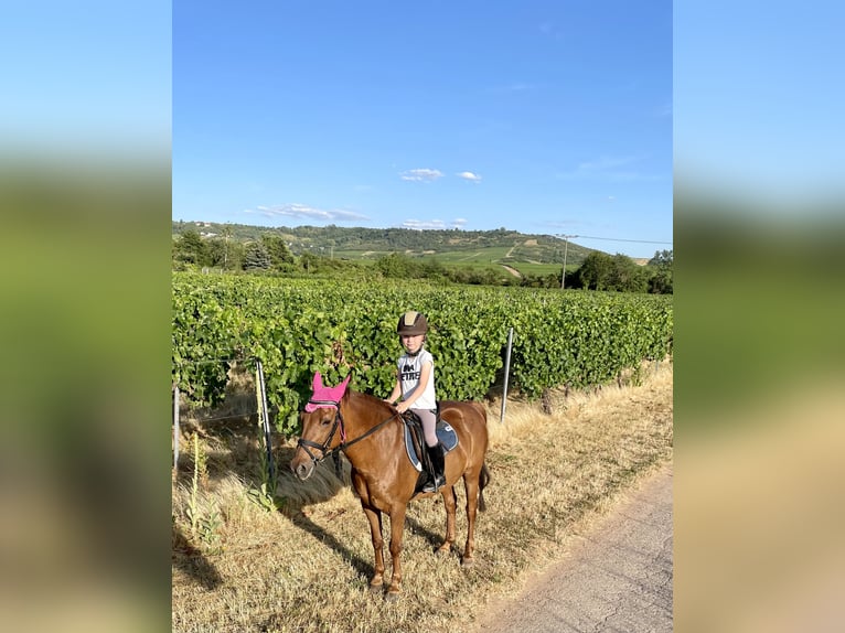 Altri pony/cavalli di piccola taglia Castrone 11 Anni 135 cm Sauro in Gau-Algesheim