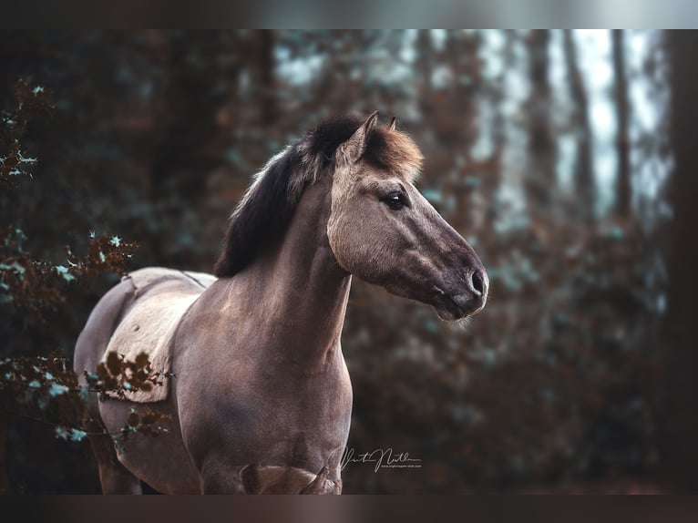 Altri pony/cavalli di piccola taglia Castrone 11 Anni 140 cm Falbo in Iserlohn