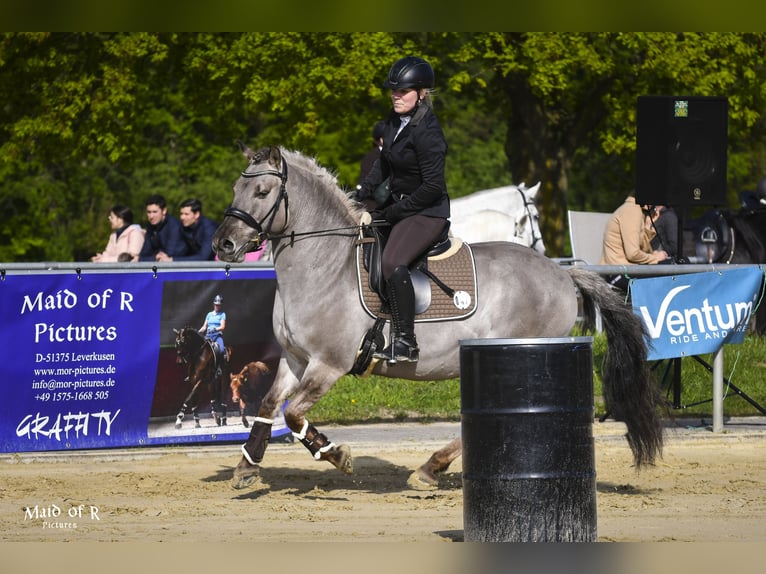 Altri pony/cavalli di piccola taglia Castrone 11 Anni 140 cm Falbo in Iserlohn