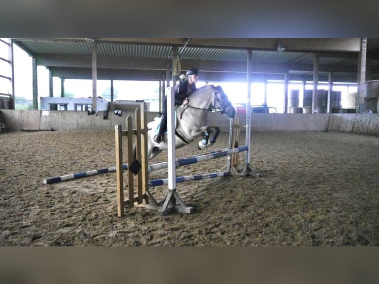 Altri pony/cavalli di piccola taglia Castrone 11 Anni 140 cm Falbo in Iserlohn