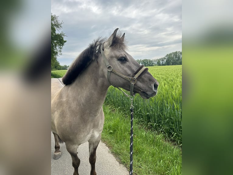 Altri pony/cavalli di piccola taglia Castrone 11 Anni 140 cm Falbo in Iserlohn