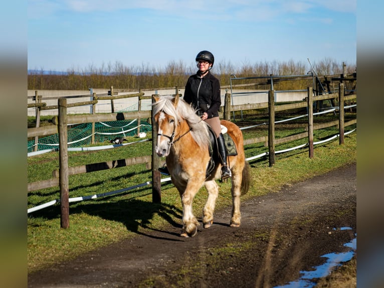 Altri pony/cavalli di piccola taglia Castrone 11 Anni 144 cm Palomino in Neustadt (Wied)