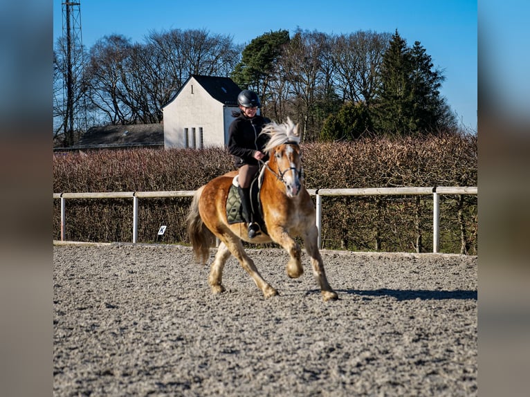 Altri pony/cavalli di piccola taglia Castrone 11 Anni 144 cm Palomino in Neustadt (Wied)