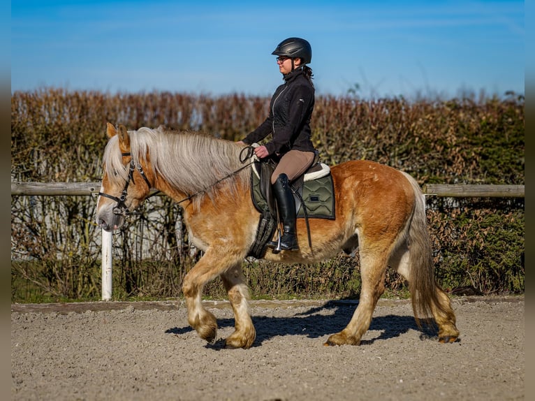 Altri pony/cavalli di piccola taglia Castrone 11 Anni 144 cm Palomino in Neustadt (Wied)