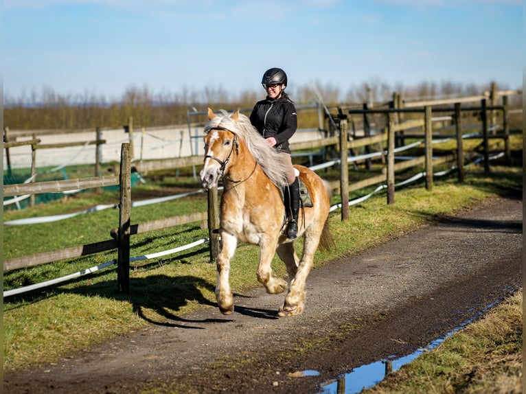 Altri pony/cavalli di piccola taglia Castrone 11 Anni 144 cm Palomino in Neustadt (Wied)