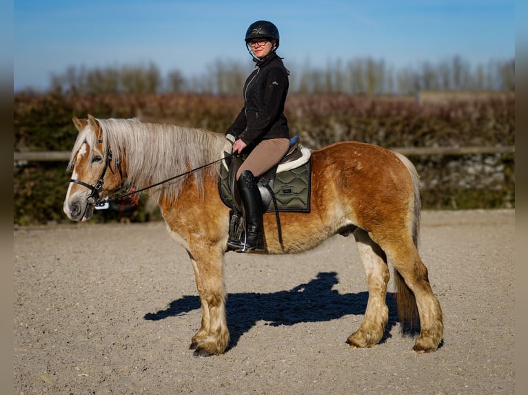 Altri pony/cavalli di piccola taglia Castrone 11 Anni 144 cm Palomino in Neustadt (Wied)