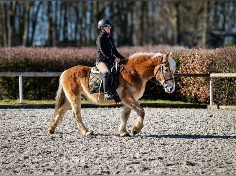 Altri pony/cavalli di piccola taglia Castrone 11 Anni 144 cm Palomino in Neustadt (Wied)