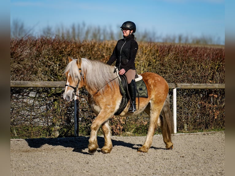 Altri pony/cavalli di piccola taglia Castrone 11 Anni 144 cm Palomino in Neustadt (Wied)