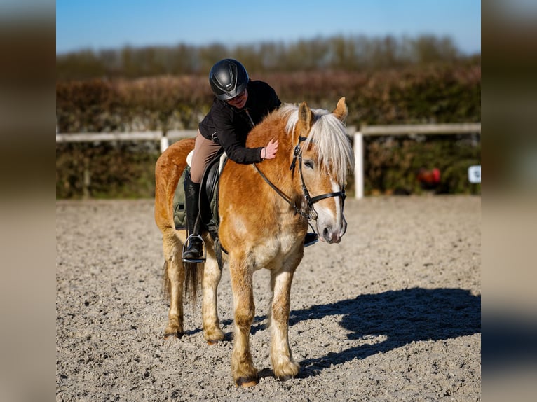 Altri pony/cavalli di piccola taglia Castrone 11 Anni 144 cm Palomino in Neustadt (Wied)