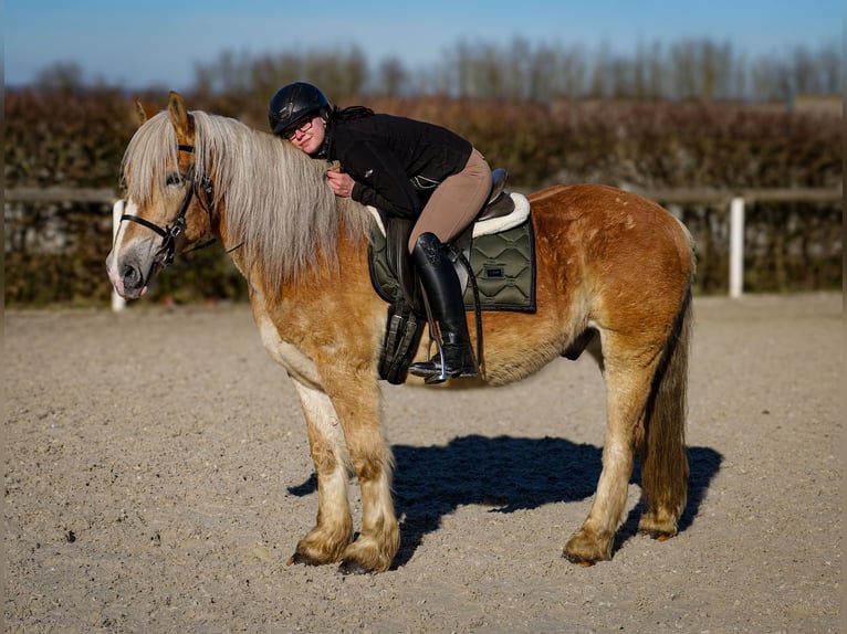 Altri pony/cavalli di piccola taglia Castrone 11 Anni 144 cm Palomino in Neustadt (Wied)