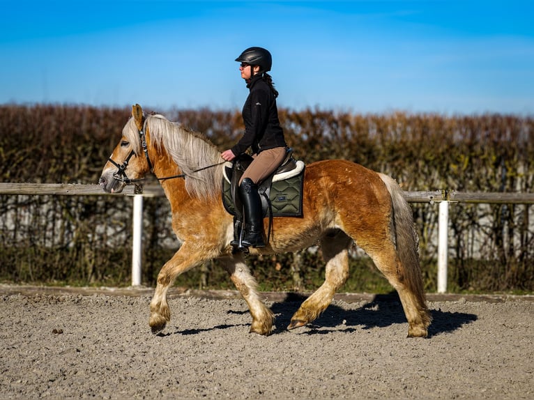 Altri pony/cavalli di piccola taglia Castrone 11 Anni 144 cm Palomino in Neustadt (Wied)