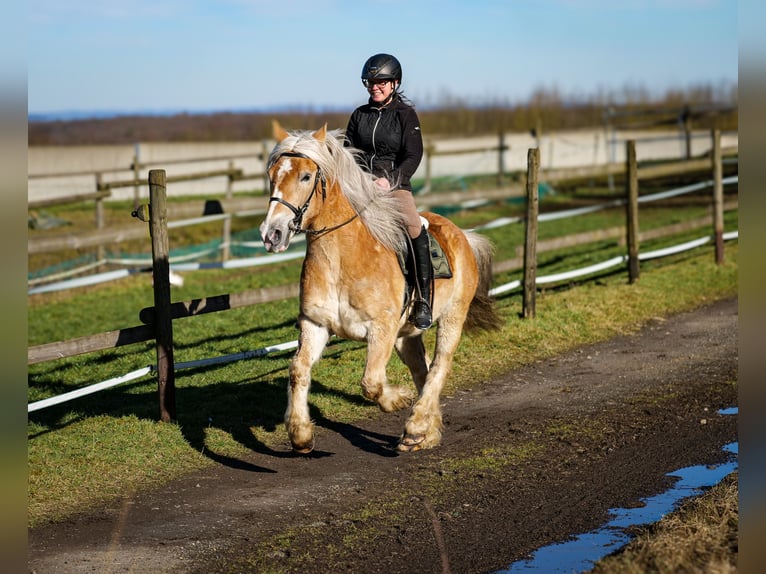 Altri pony/cavalli di piccola taglia Castrone 11 Anni 144 cm Palomino in Neustadt (Wied)