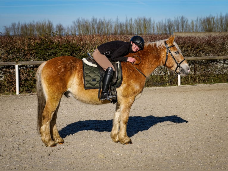 Altri pony/cavalli di piccola taglia Castrone 11 Anni 144 cm Palomino in Neustadt (Wied)