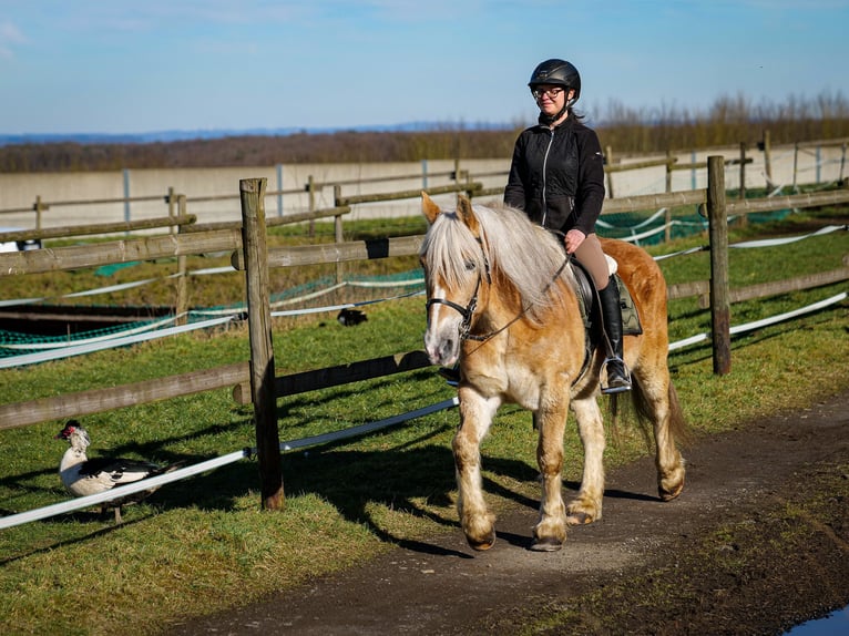 Altri pony/cavalli di piccola taglia Castrone 11 Anni 144 cm Palomino in Neustadt (Wied)