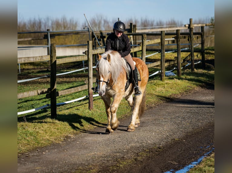 Altri pony/cavalli di piccola taglia Castrone 11 Anni 144 cm Palomino in Neustadt (Wied)