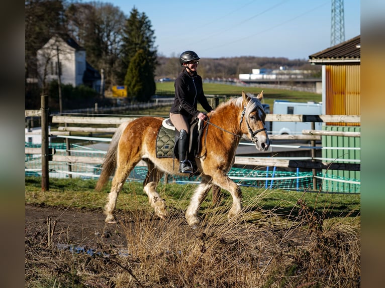 Altri pony/cavalli di piccola taglia Castrone 11 Anni 144 cm Palomino in Neustadt (Wied)