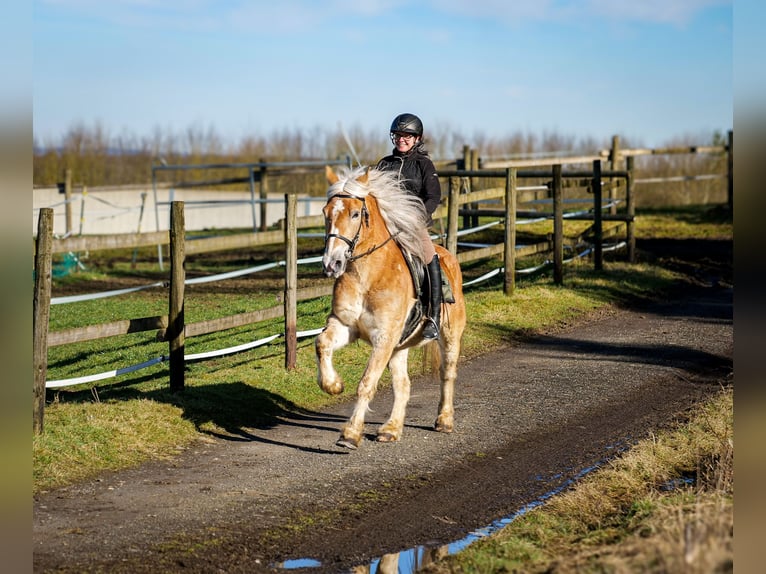 Altri pony/cavalli di piccola taglia Castrone 11 Anni 144 cm Palomino in Neustadt (Wied)