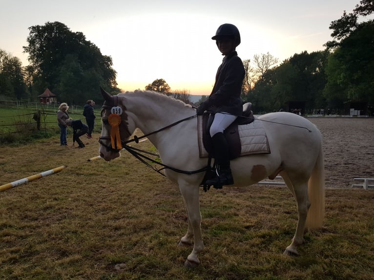 Altri pony/cavalli di piccola taglia Castrone 11 Anni 144 cm Pezzato in Rosdorf