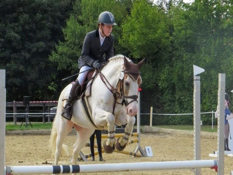 Altri pony/cavalli di piccola taglia Castrone 11 Anni 144 cm Pezzato in Rosdorf