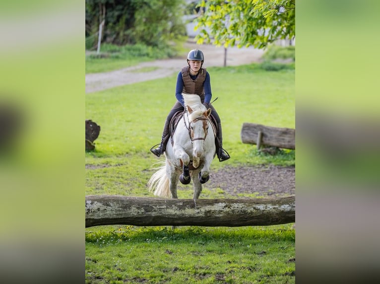 Altri pony/cavalli di piccola taglia Castrone 11 Anni 144 cm Pezzato in Rosdorf