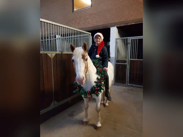 Altri pony/cavalli di piccola taglia Castrone 11 Anni 144 cm Pezzato in Rosdorf