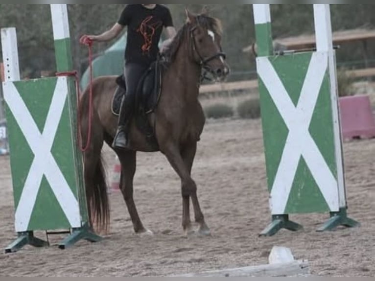 Altri pony/cavalli di piccola taglia Castrone 11 Anni 145 cm Sauro in Senorbi&#39;