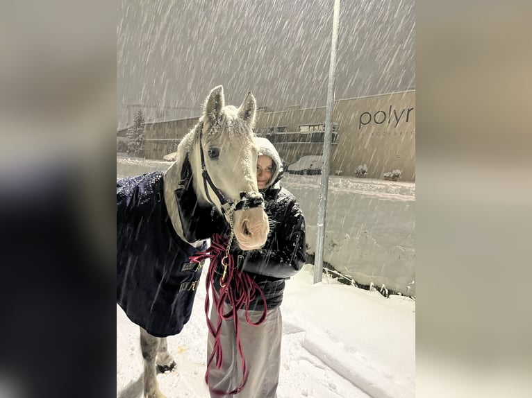 Altri pony/cavalli di piccola taglia Castrone 11 Anni 155 cm Grigio pezzato in Sion