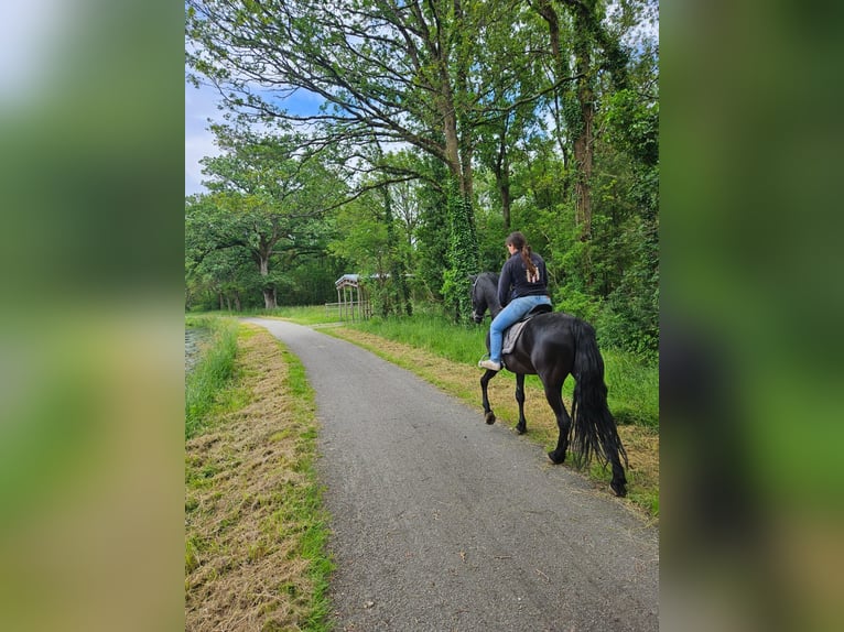 Altri pony/cavalli di piccola taglia Castrone 11 Anni 157 cm Morello in La Chevallerais