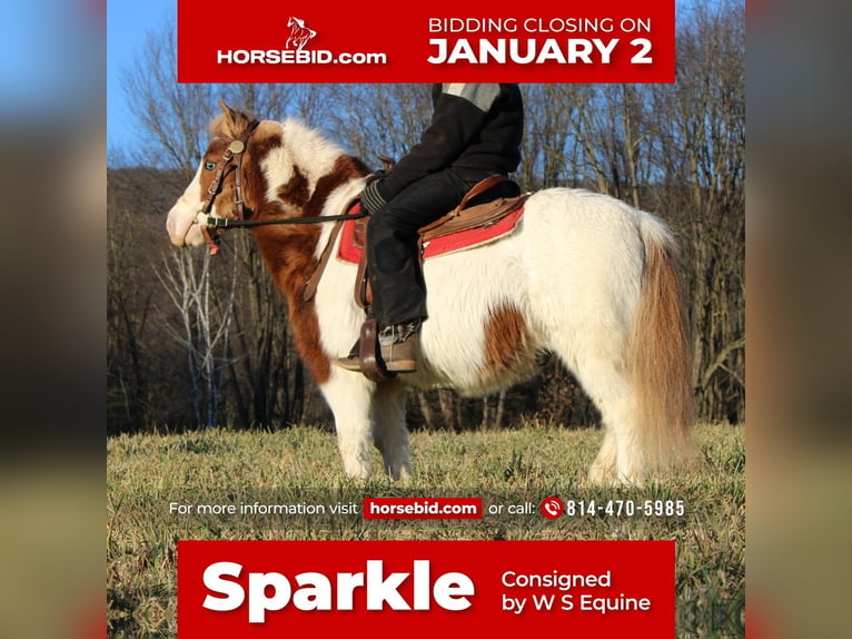 Altri pony/cavalli di piccola taglia Castrone 11 Anni 91 cm Pezzato in Rebersburg, PA