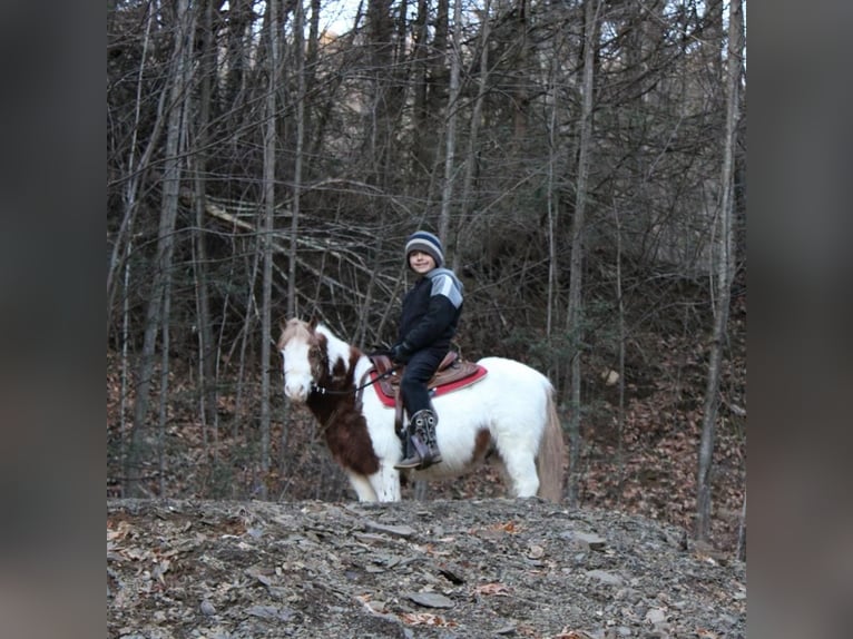 Altri pony/cavalli di piccola taglia Castrone 11 Anni 91 cm Pezzato in Rebersburg, PA