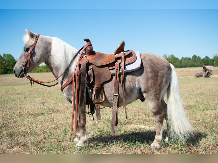 Altri pony/cavalli di piccola taglia Castrone 11 Anni 97 cm in Henderson