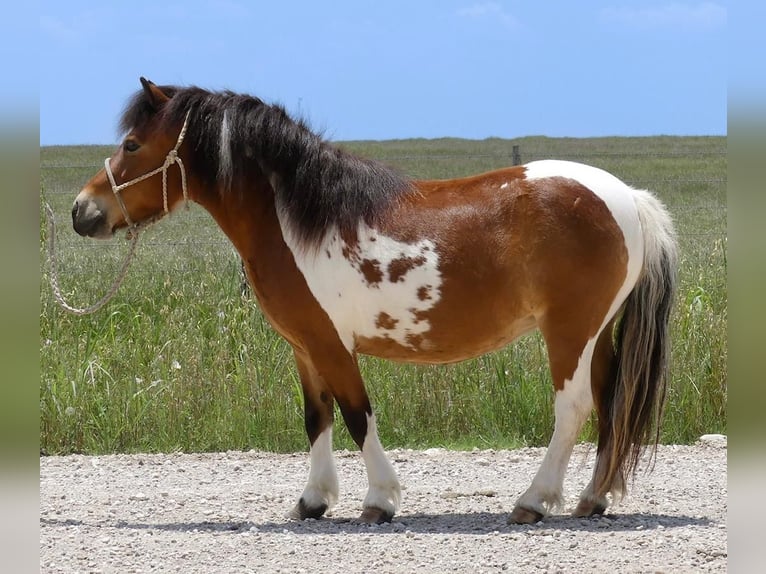 Altri pony/cavalli di piccola taglia Castrone 11 Anni 97 cm Pezzato in Hillsboro