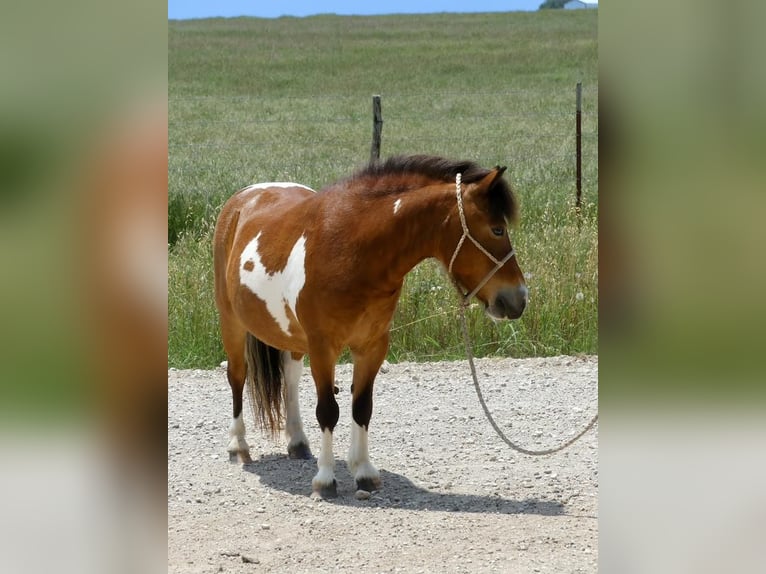 Altri pony/cavalli di piccola taglia Castrone 11 Anni 97 cm Pezzato in Hillsboro