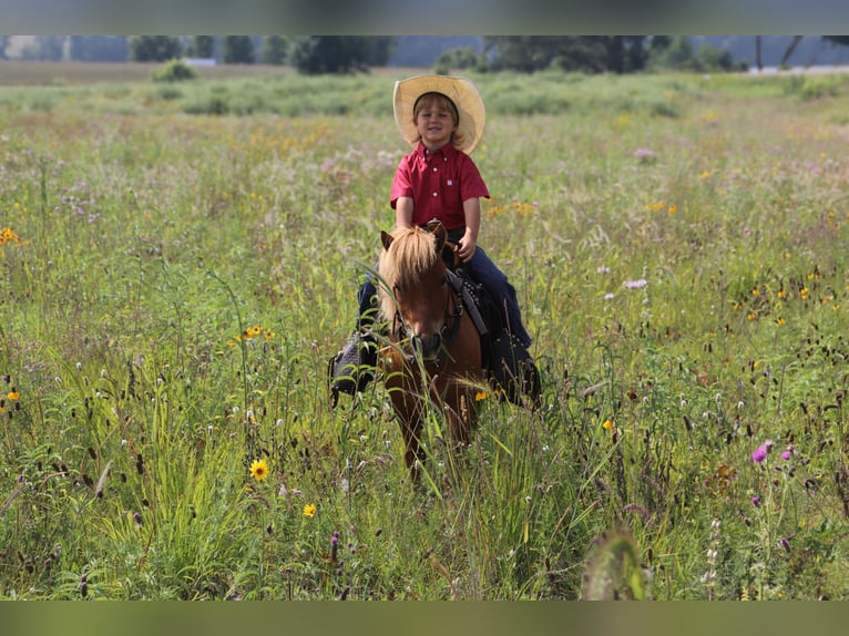 Altri pony/cavalli di piccola taglia Castrone 11 Anni 97 cm Red dun in Fergus Falls