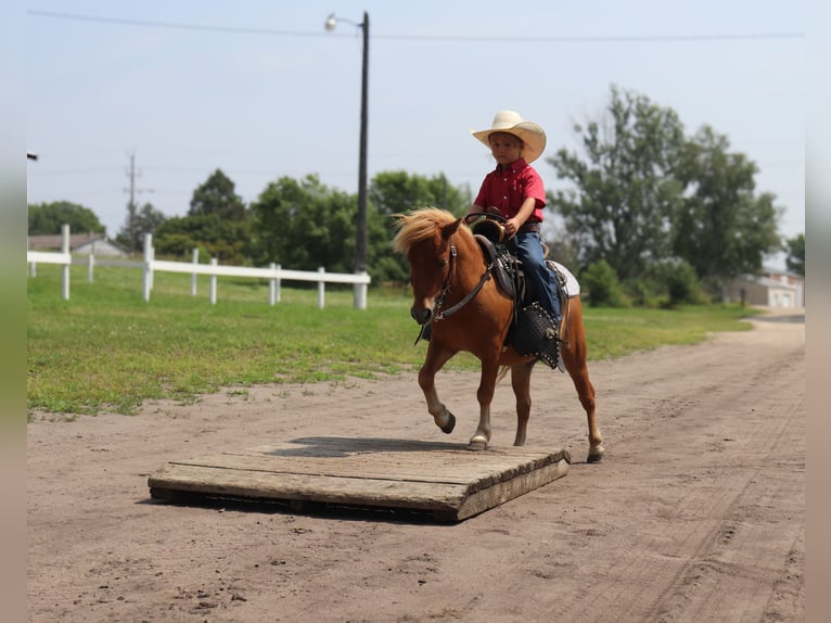 Altri pony/cavalli di piccola taglia Castrone 11 Anni 97 cm Red dun in Fergus Falls