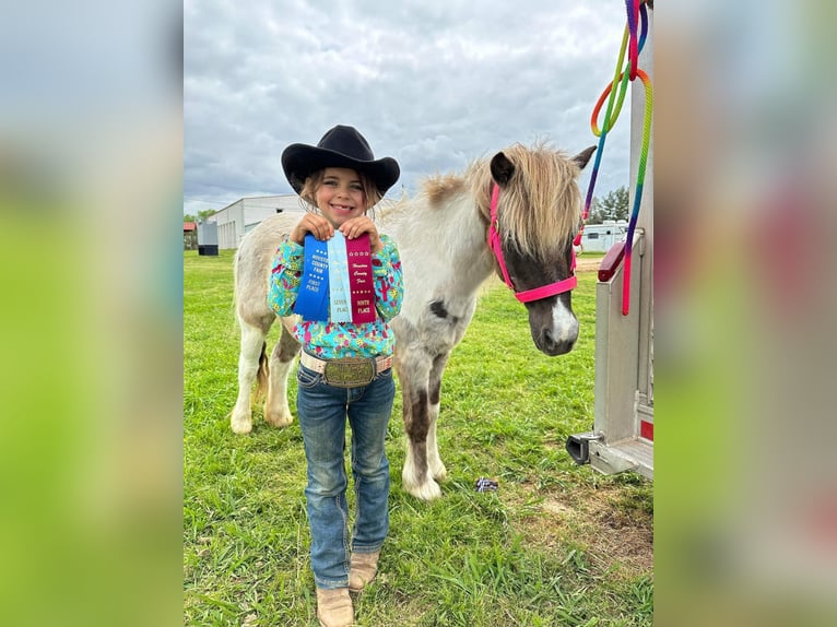 Altri pony/cavalli di piccola taglia Castrone 12 Anni 117 cm in Elkhart, TX