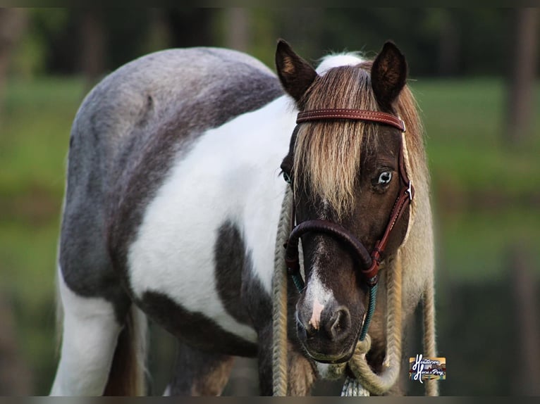 Altri pony/cavalli di piccola taglia Castrone 12 Anni 117 cm in Elkhart, TX