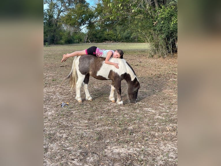 Altri pony/cavalli di piccola taglia Castrone 12 Anni 117 cm in Elkhart, TX